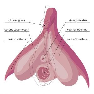 The Internal Clitoris