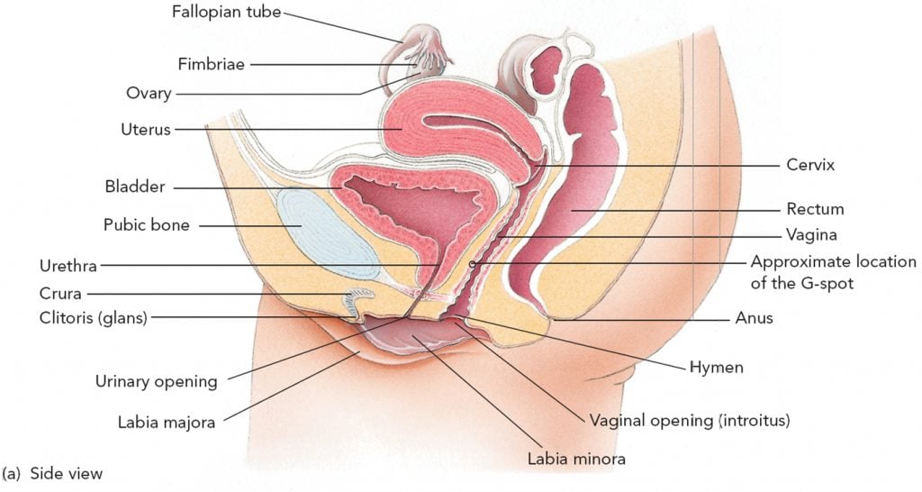 The G-Spot